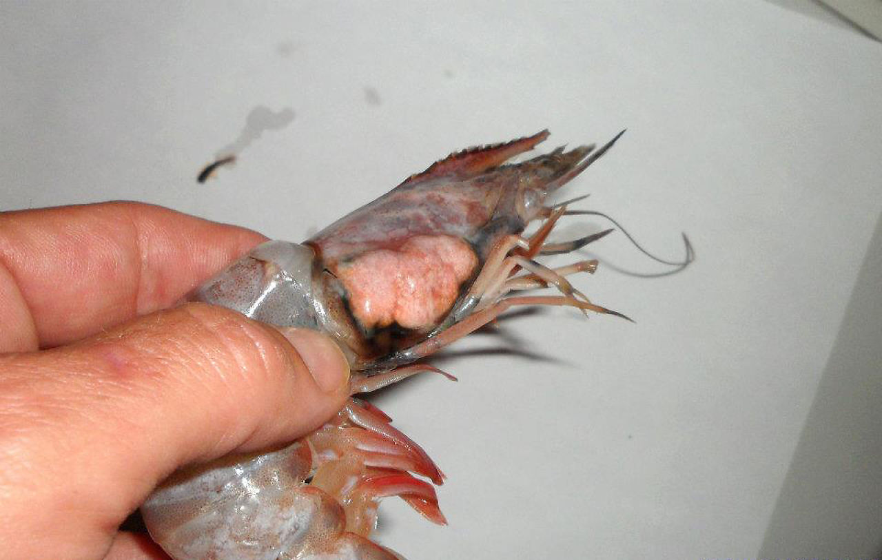 This is what a Gulf shrimp is supposed to look like. Click through this slideshow to see what is being pulled out by fishermen now. The latest catches are a little less... delicious looking