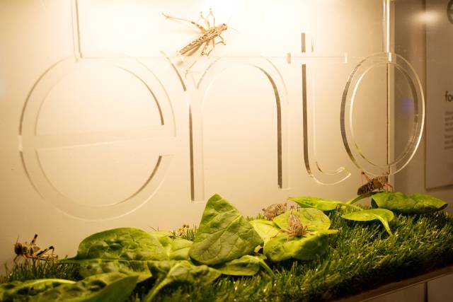 Ento Box: The Elegant Insect Meal Of The Future
